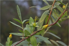Hypericum gaitii